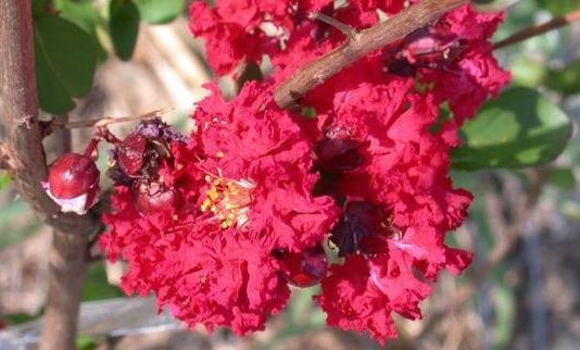 Lagerstroemia, Crape Myrtle, Crepe Myrtle Dynamite