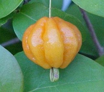 Eugenia Species, Brazilian Cherry, Cayenne Cherry, Pitanga, Surinam Cherry