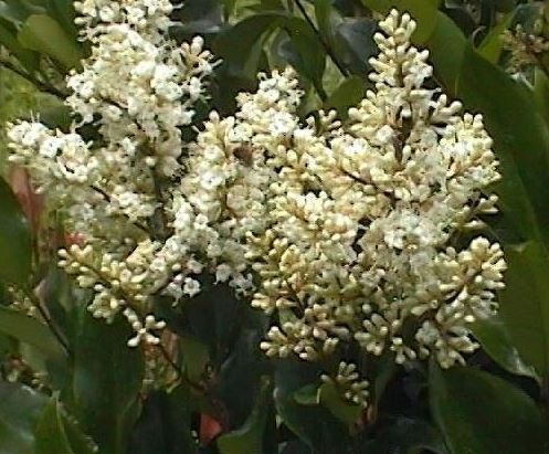 Ligustrum Species, Japanese Privet, Waxleaf Privet