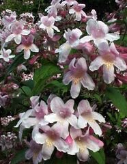 Kolkwitzia Species, Beauty Bush, Beautybush
