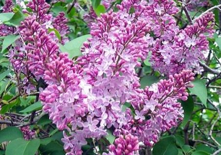 Syringa, Common Lilac, French Lilac