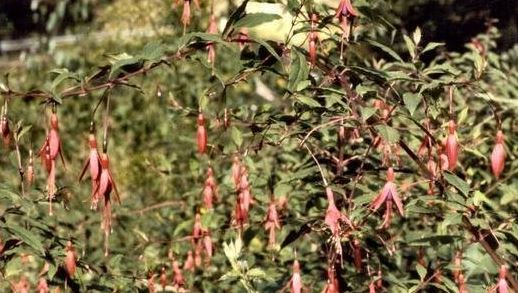 Fuchsia Species, Hardy Fuchsia, Hummingbird Fuchsia, Ladys Eardrops