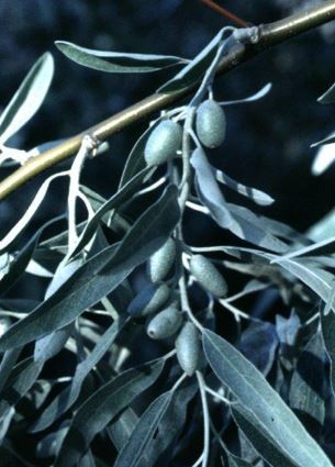 Silver Russian Olive