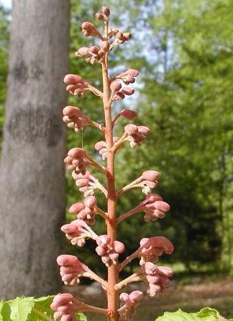 Aesculus Species, Firecracker Plant, Red Buckeye, Scarlet Buckeye