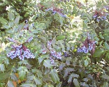 Berberis Species, Leatherleaf Mahonia, Beales Barberry