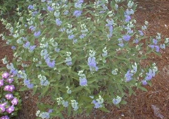 Caryopteris, Bluebeard, Blue Mist Spirea Dark Knight