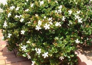 Natal Plum