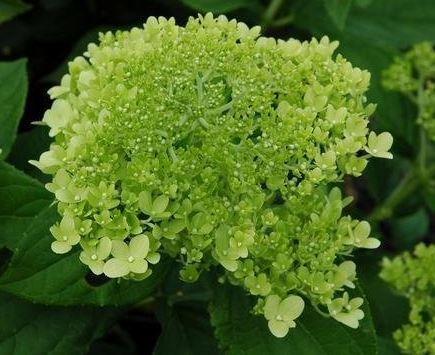 Panicle Hydrangea, Tree Hydrangea Limelight