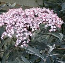 Sambucus, Black Elder, Bourtree, Elderberry, European Elder Eva