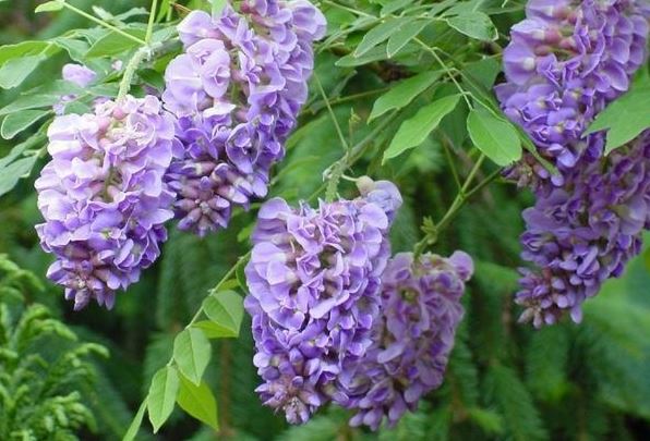 Wisteria Hybrid, American Wisteria Amethyst Falls
