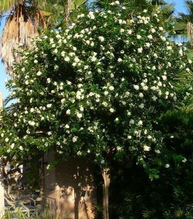 Murraya Species, Orange Jasmine, Orange Jessamine