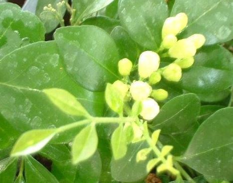 Murraya, Chinese Box, Lakeview Jasmine, Orange Jessamine Lakeview