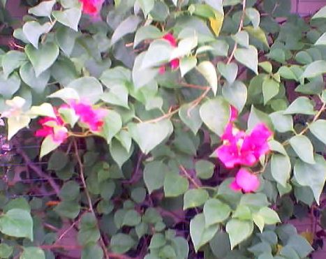 Bougainvillea Barbara Karst