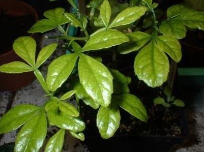 Citrus Species, Japanese Hardy Orange, Bitter Orange