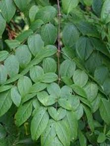 Aralia Species, Angelica Tree, Devils Walking Stick, Hercules Club