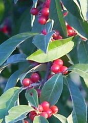 Autumn Olive