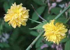 Kerria, Double-Flowering Japanese Kerria, Easter Rose, Japanese Rose, Yellow Rose of Texas 'Pleniflora'