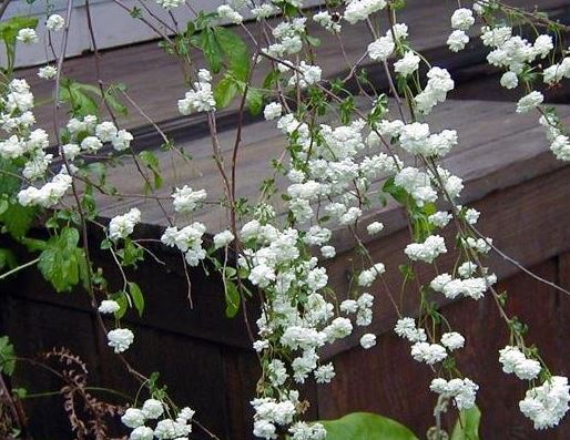 Spiraea Species, Bridal Wreath Spiraea