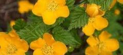 Kerria Species, Bachelor's Button, Easter Rose, Japanese Kerria, Japanese Rose