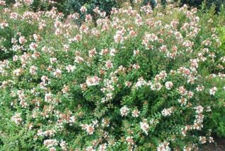 Glossy Abelia Little Richard