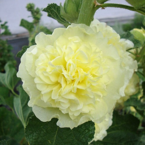 Alcea, Common Hollyhock, Garden Hollyhock Chaters Golden Yellow
