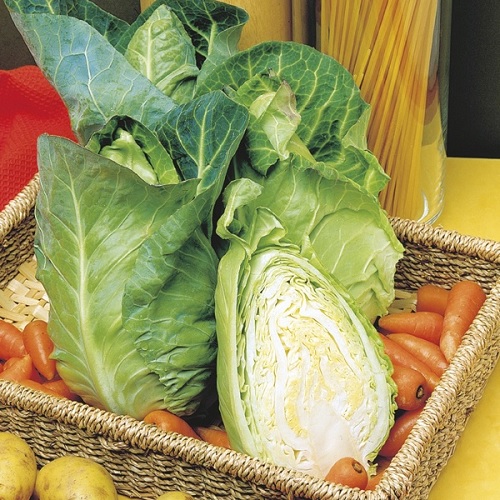 Cabbage Capricorn