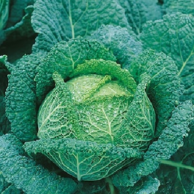 Cabbage, Savoy Ormskirk