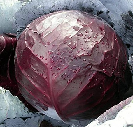 Cabbage, Red Rodeo