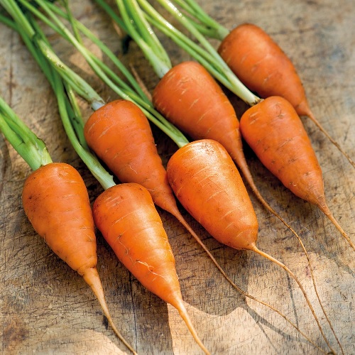 Carrot Chantenay