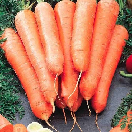 Carrot Mezza Lunga Nantese