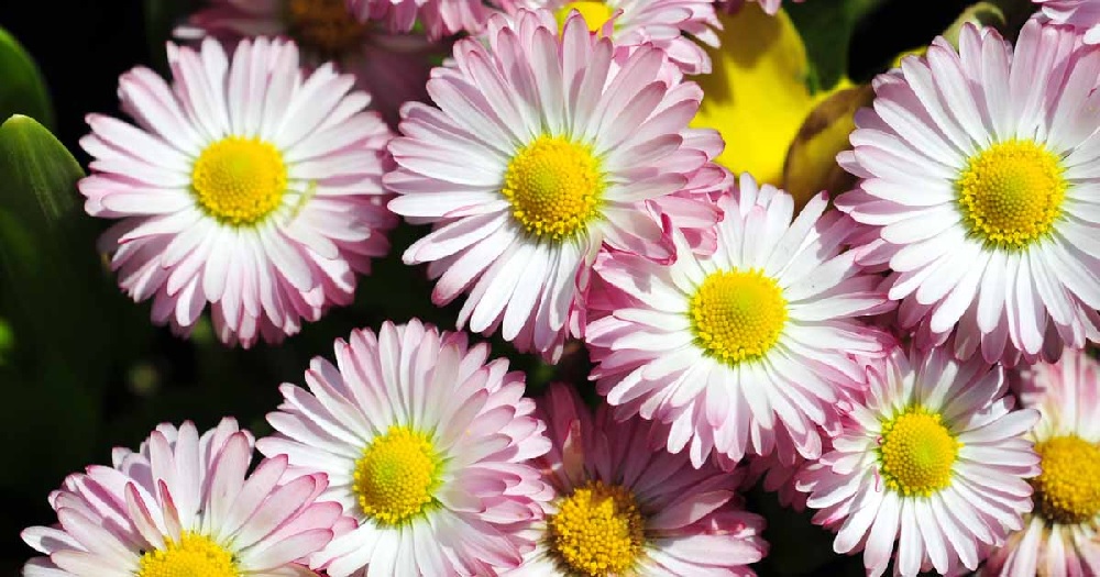 English Daisy, Lawn Daisy, Bruisewort Bellisima Rose