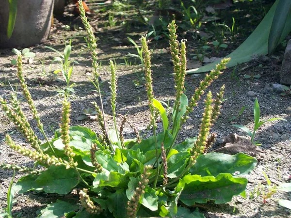 Chinese Plantain, Che Qian Zi