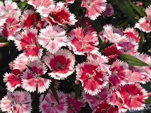 Dianthus, China Pinks Dulce