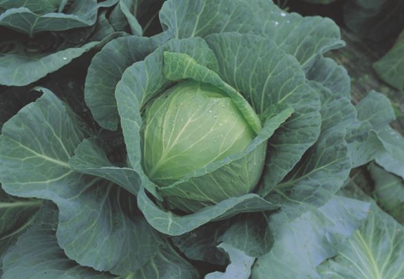 Cabbage Asia Ball