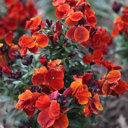 Erysimum, Common Wallflower, English Wallflower Fire King