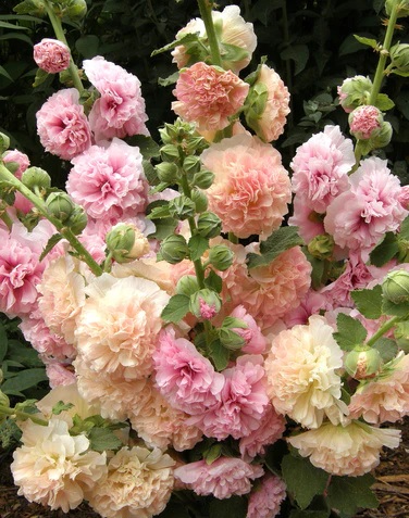 Alcea, Double Hollyhock, Garden Hollyhock Pom Pom Mix
