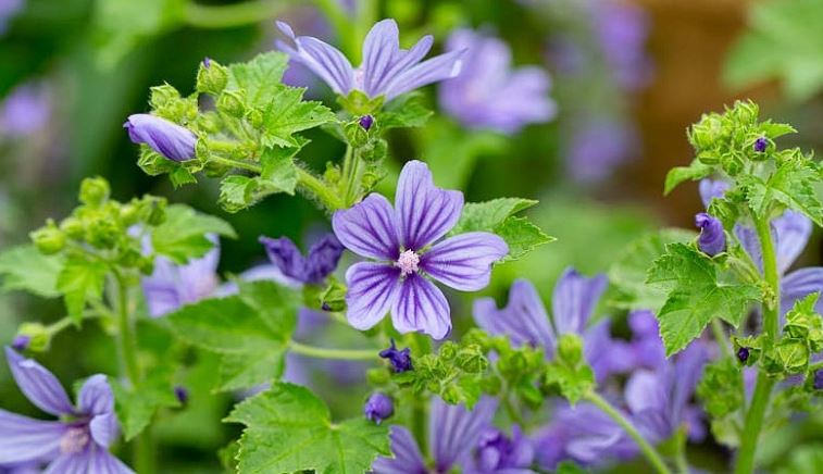 Malva, Mallow, French Hollyhock Perrys Blue