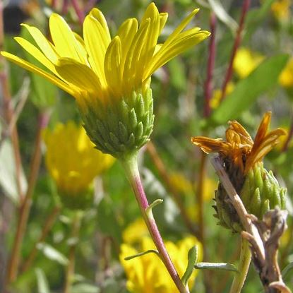 Grindelia Species, Arizona Gumweed