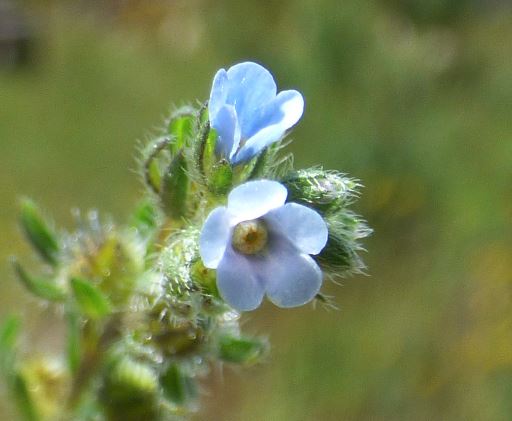 Hackelia Species, Livermore Dtickseed