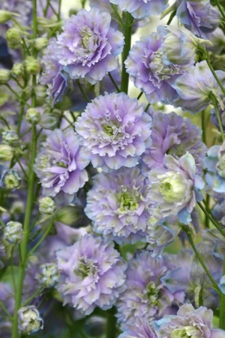 Alcea, Double Hollyhock, Garden Hollyhock Chaters Double Moonlight