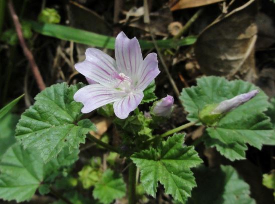 Malva Species, Dwarf Mallow, Low Mallow