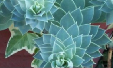 Euphorbia Species, Creeping Spurge, Donkey Tail, Myrtle Spurge