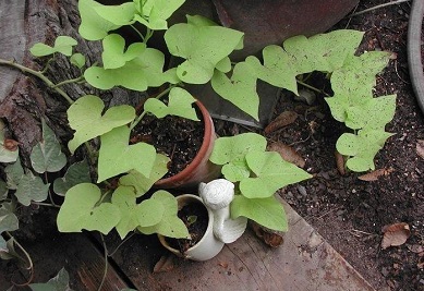 Ipomoea, Ornamental Sweet Potato, Sweet Potato Vine Margarita
