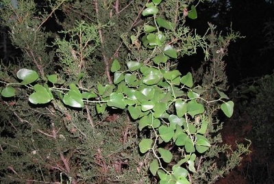 Smilax Species, Bullbrier, Catbrier, Cowvine, Saw Greenbrier, Zarzaparrilla