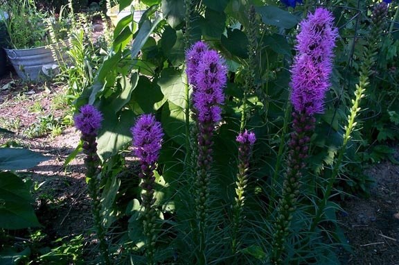 Liatris Species, Blazing Star, Button Snakeroot, Marsh Gayfeather