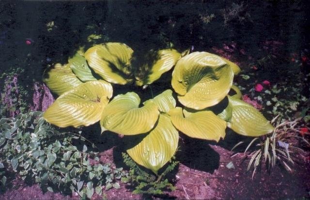 Hosta Sum and Substance