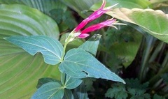 Spigelia Species, Indian Pink, Woodland Pinkroot