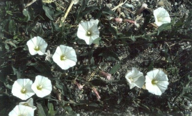Field Bindweed
