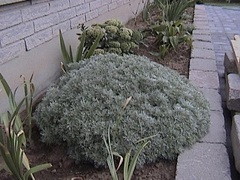Artemisia, Satiny Wormwood, Mugwort,Schmidt Wormwood 'Silver Mound'