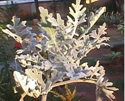Jacobaea Species, Dusty Miller, Silver Ragwort